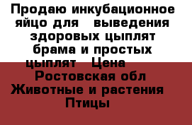 Продаю инкубационное яйцо для   выведения здоровых цыплят брама и простых цыплят › Цена ­ 20 - Ростовская обл. Животные и растения » Птицы   
